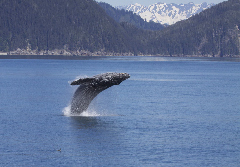 Glacier, scenics, whale, wildlife, megaptera, Megaptera novaeangliae, nature, Common Murre, marine mammal, mountain, ocean, Humpback Whale, blue, water
