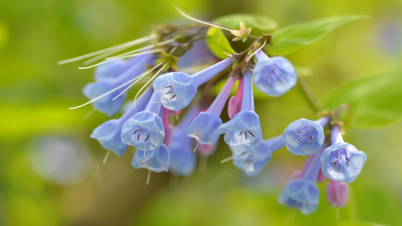 inflorescence, hyacinthoides, name, flowering, day, 4K, flower head, selective focus, focus on foreground, outdoors, british, botany, spain, durable, scripta