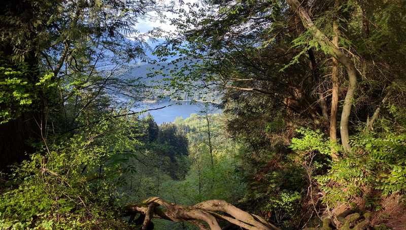 simon fraser university, green color, forest, tree, idyllic, tranquil scene, scenics - nature, 4K, adventure, trunk, day, tranquility, canada, outdoors