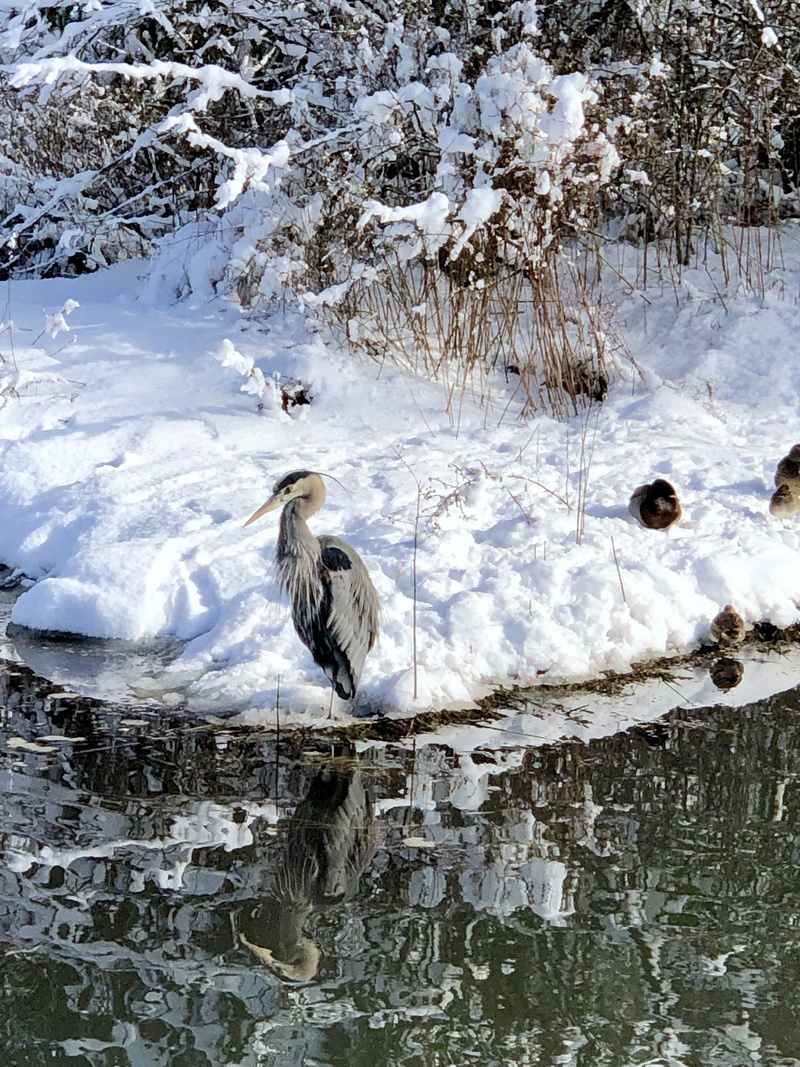 animals in the wild, peaceful, lake, burrard inlet, reflection, animal themes, cold temperature, no people, vertebrate, port moody, blue, snowcapped mountain