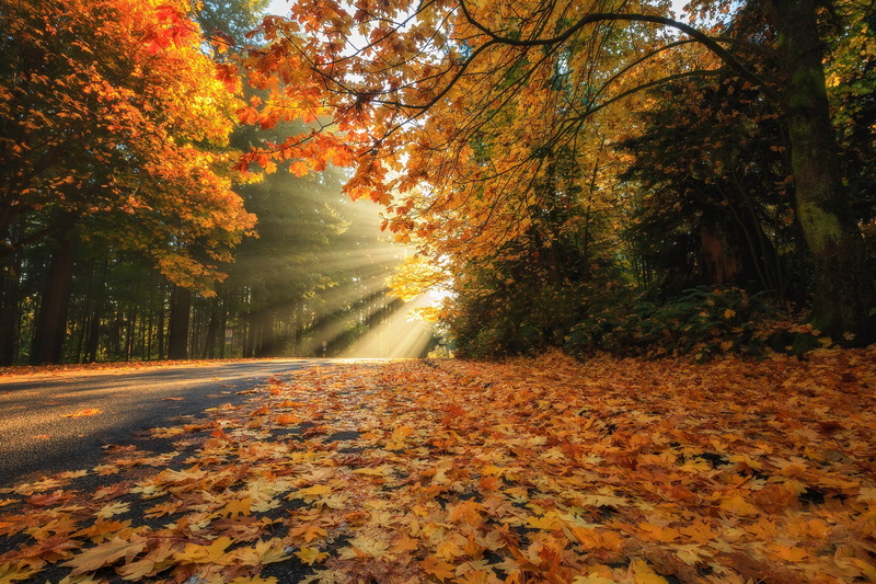 trees, rays, Vancouver, autumn, road, British Columbia, Stanley Park, leaves, foliage, Canada, 1080P, forest