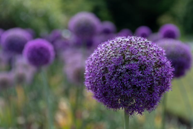 allium giganteum, growth, nature, botany, close-up, creativity, day, ornamental garden, lavender, focus on foreground, vancouver, vulnerability, allium