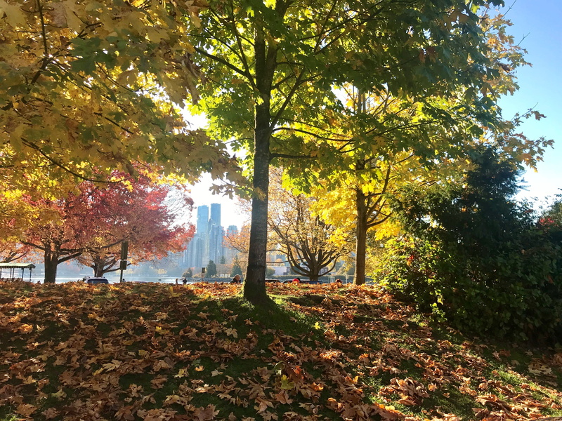 autumn, tranquil scene, tranquility, 4K, autumn park, fall, growth, beauty in nature, no people, leaf, autumn leaves, stanley park drive, plant, change