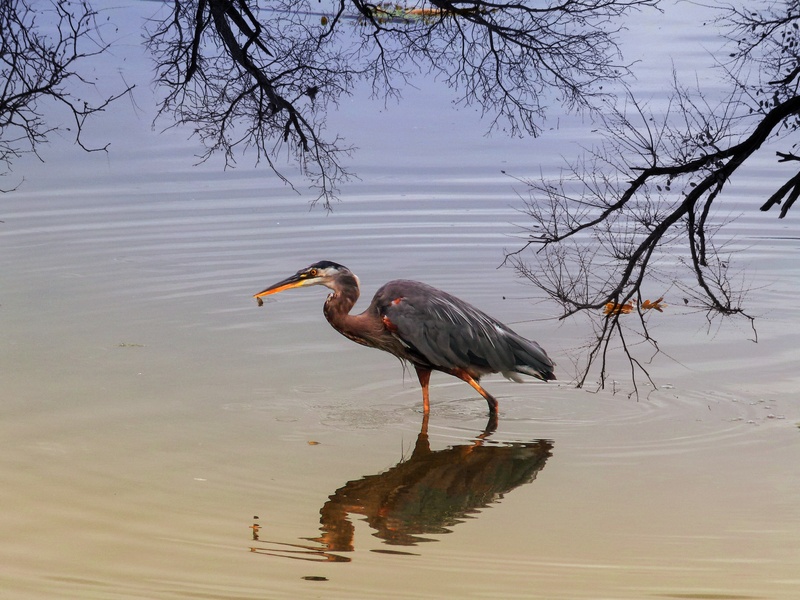 black, maroon, reflection, animal wildlife, tree, animal, water bird, lake, catching fish, sunset, no people, water, wildlife, branch, canada, vertebrate