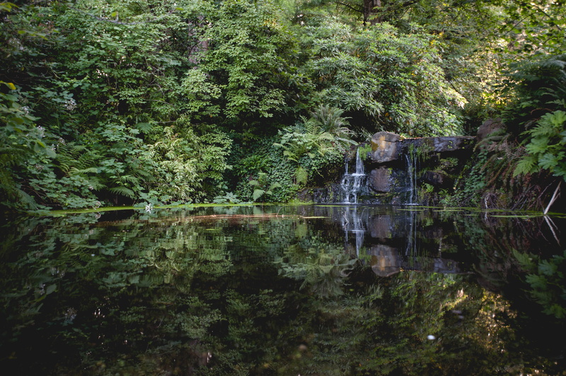 vancouver, trees, reflection, calm, nature, stanley park, growth, stanley, no people, pnw, park, idyllic, waterfront, land, pond, outdoors, bc, plant, tranquility
