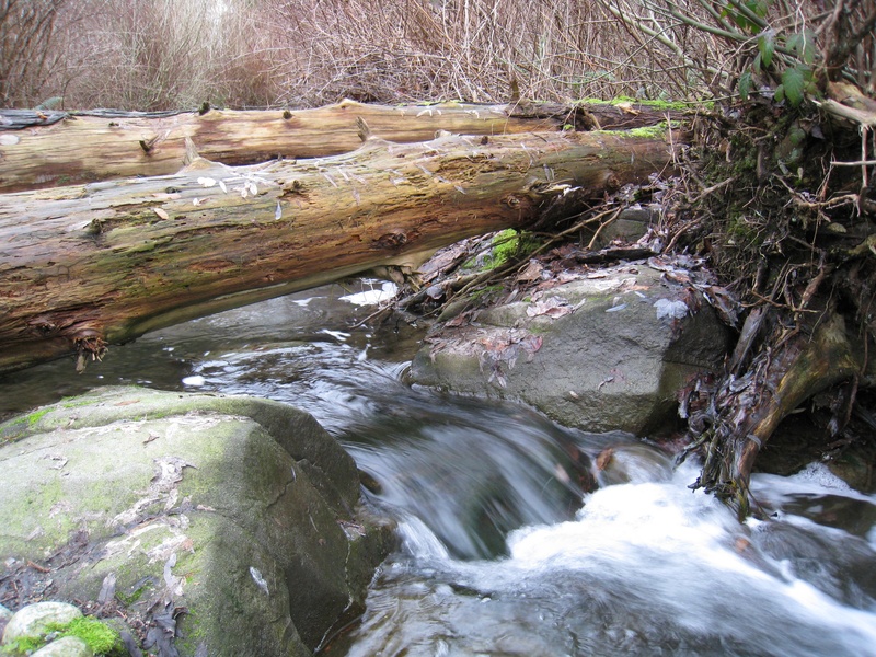 trees, brook, land, outdoors, solid, wood, beauty in nature, tree, nature, scenics - nature, no people, rock, motion, stream, water, vancouver, power in nature