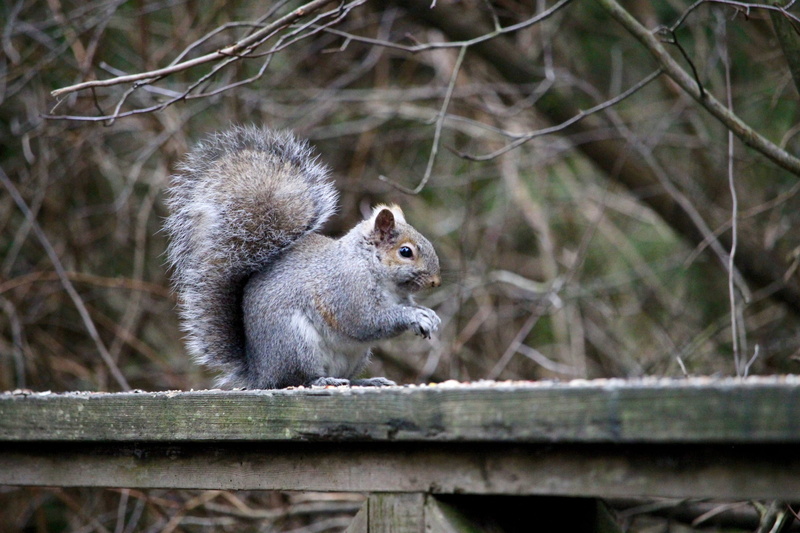 2K, canada, one animal, wilderness, no people, outdoors, cute, vertebrate, small, vancouver, rodent, winter, mammal, nature, tree, forest, stanley park