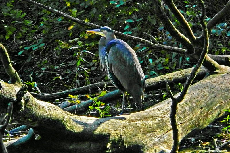 bird, blue heron, no people, stanley park, pond, canada, branch, 2K, perching, animal themes, outdoors, beauty in nature, heron, nature, animals in the wild