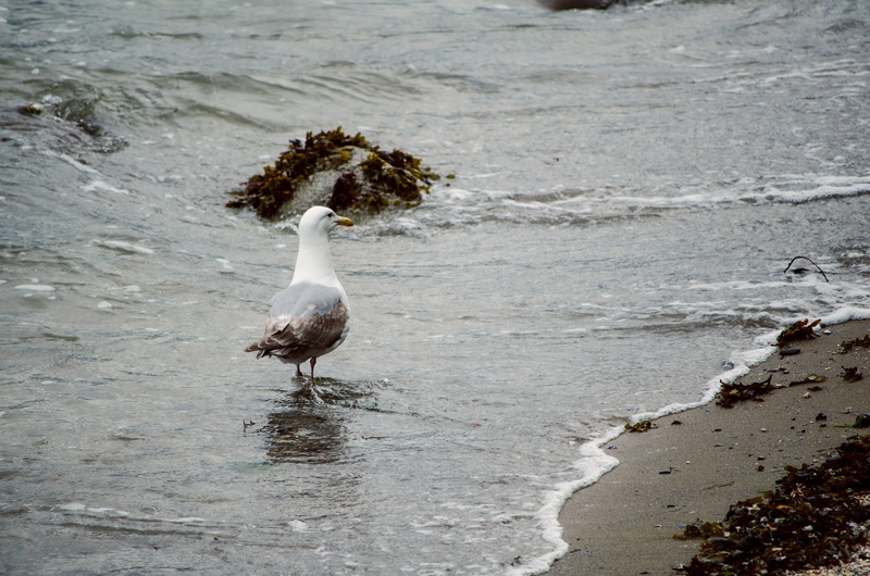 day, outdoors, animal themes, one animal, animals in the wild, animal, bird, land, vertebrate, seagull, animal wildlife, vancouver, motion, perching, stanley park seawall english bay
