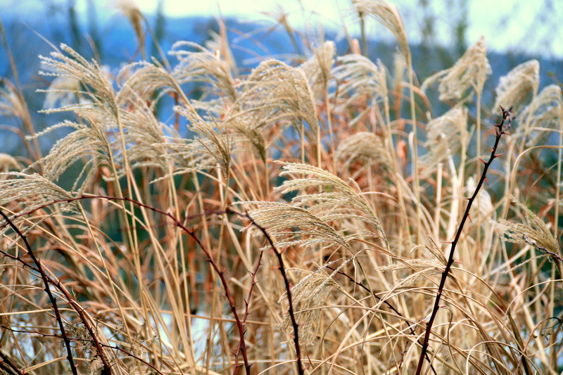 close-up, nature, growth, farm, brown, land, sky, stalk, rural scene, tranquility, canada, plant, field, crop, focus on foreground, 5K, day, beauty in nature