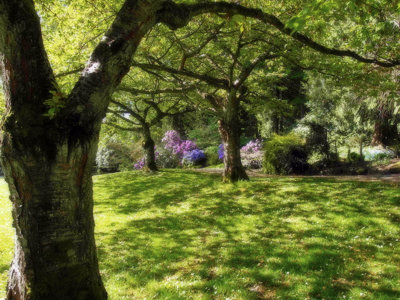 growth, Stanley Park, Vancouver, grass, tree, bushes, landscape, park, green color, nature, canada, plant, stanley, tranquil scene, outdoors, branch, beauty in nature