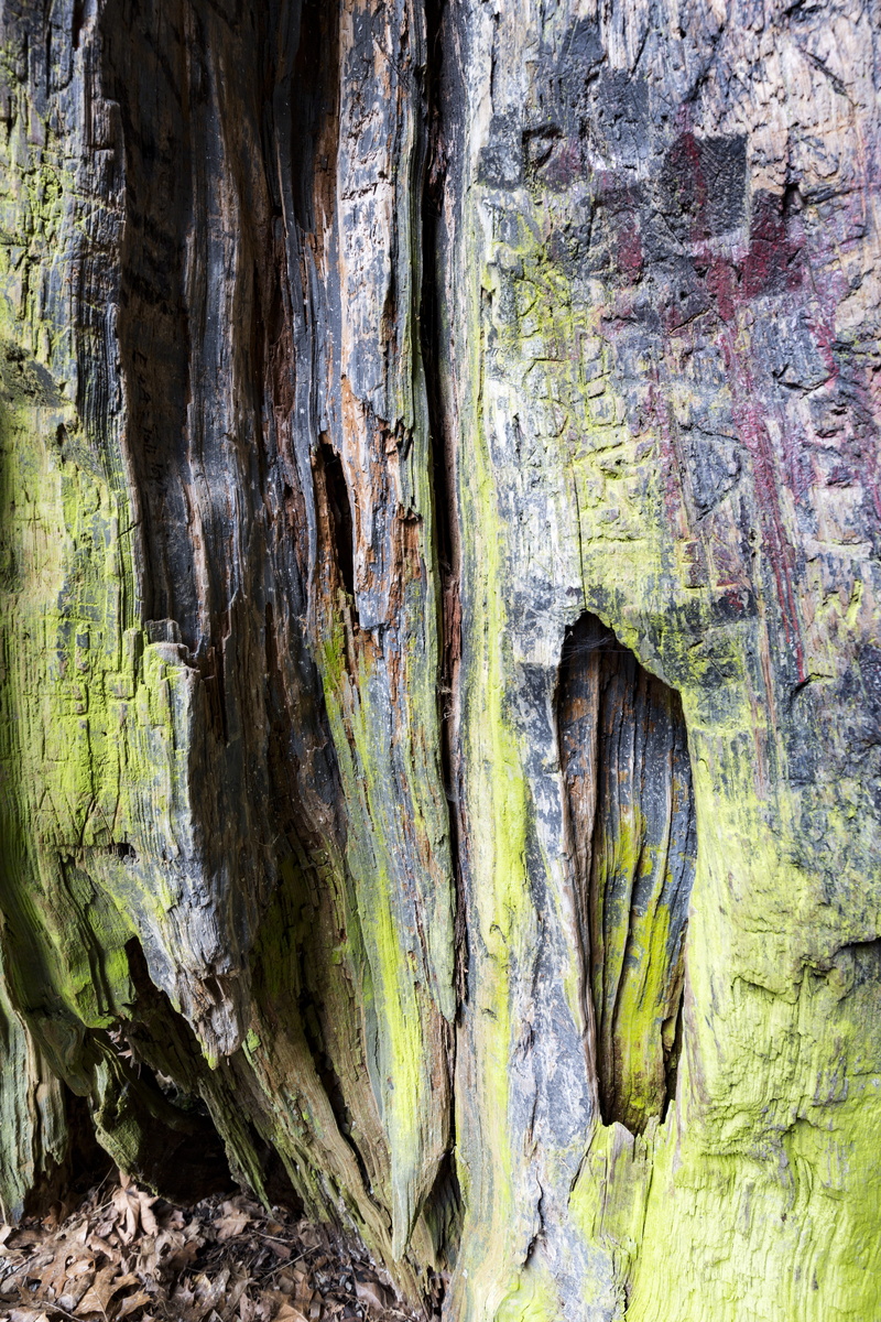 nature, plant, stanley park, backgrounds, canada, ruined, vancouver, plant bark, full frame, day, weathered, wood - material, tree, close-up, natural pattern