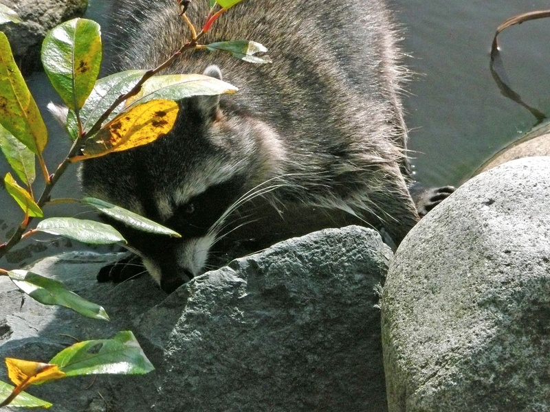 tree, whisker, plant part, canada, stanley park, animal wildlife, no people, solid, one animal, 2K, vertebrate, leaf, rock - object, outdoors, vancouver