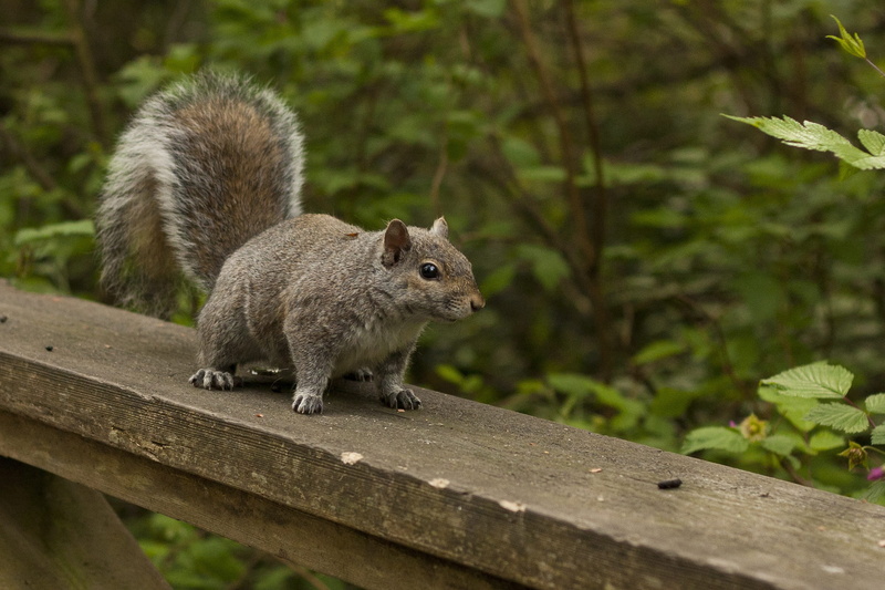 wood, wood - material, stanley, no people, whisker, rodent, animal themes, Nature, furry, Wild, animal wildlife, cute, park, leaf, Animal, branch, mammal