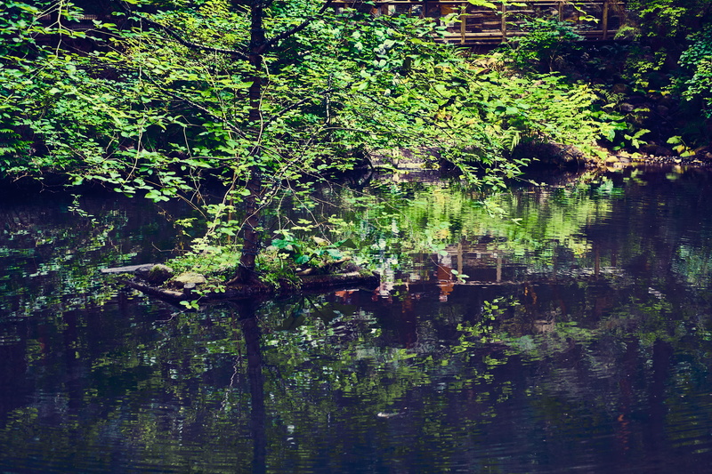 outdoors, green color, tranquil scene, land, plant part, tranquility, no people, waterfront, forest, west vancouver, nature, tree, day, leaf, growth, beauty in nature