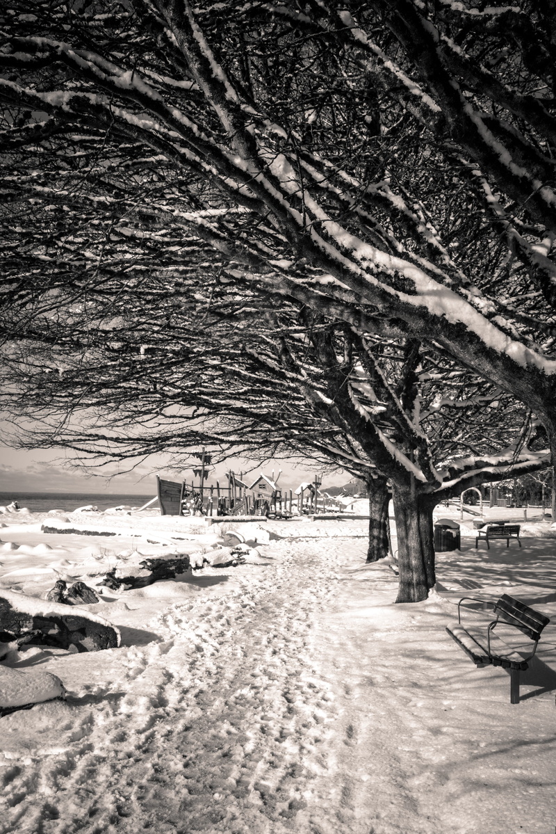 tranquility, day, british columbia, no people, tranquil scene, nature, water, footprints, tree, seat, branch, 5K, winter, bench, plant, absence, canada