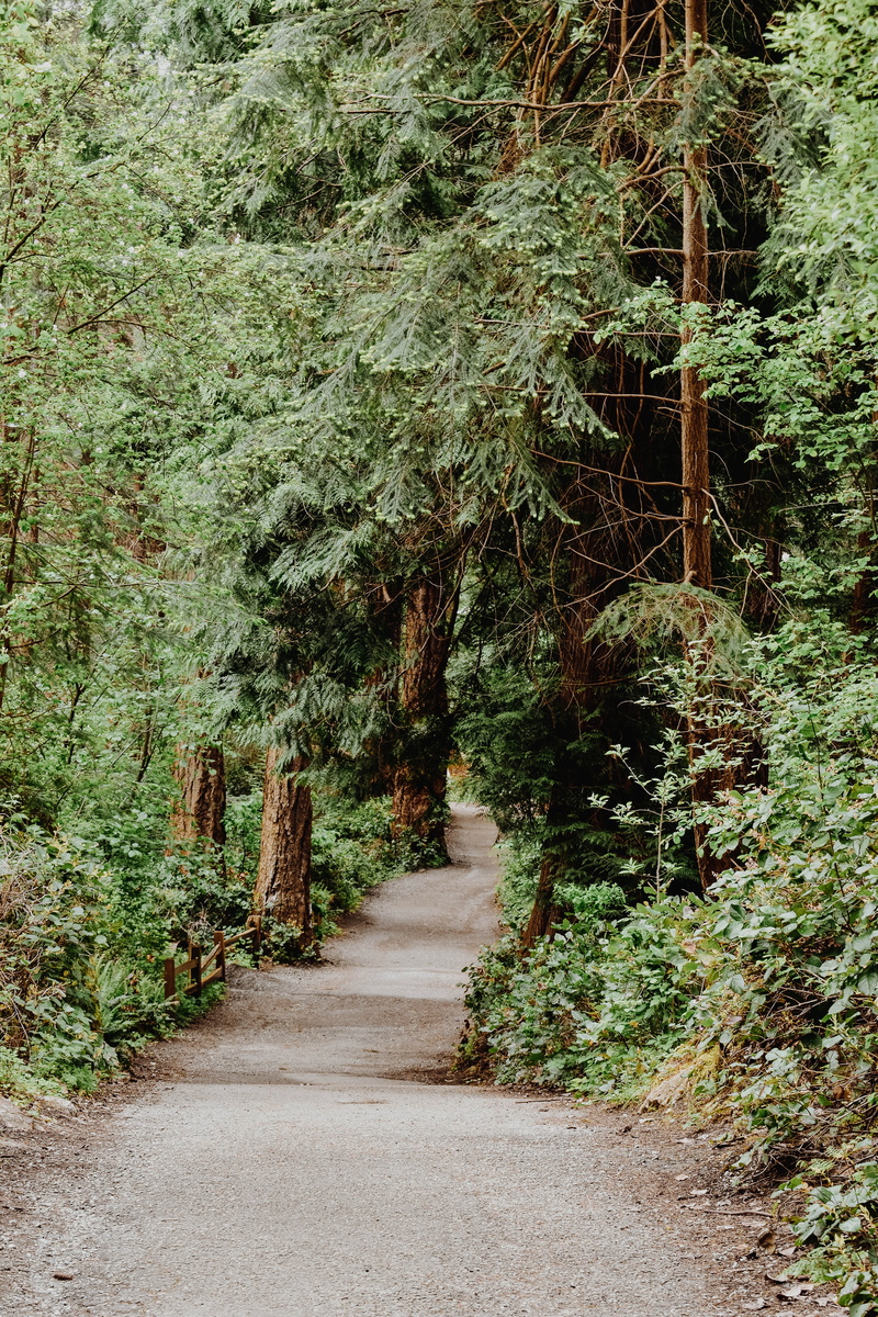 diminishing perspective, woodland, hiking, growth, canada, british columbia, tranquil scene, plant, transportation, beauty in nature, green color, road
