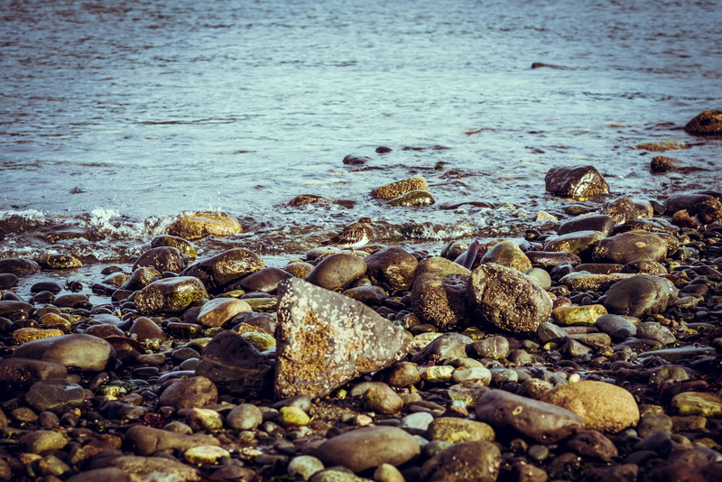 animal, tranquility, sea, standing, animal wildlife, natural, pacific ocean, vancouver island, stone, america, bc, small bird, rock, surface level, north america