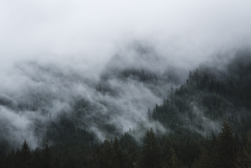 plant, tranquility, tree, pine woodland, meteorology, no people, covered, storm, vancouver, sky, non-urban scene, winter, rain, evergreen, fog, beauty in nature