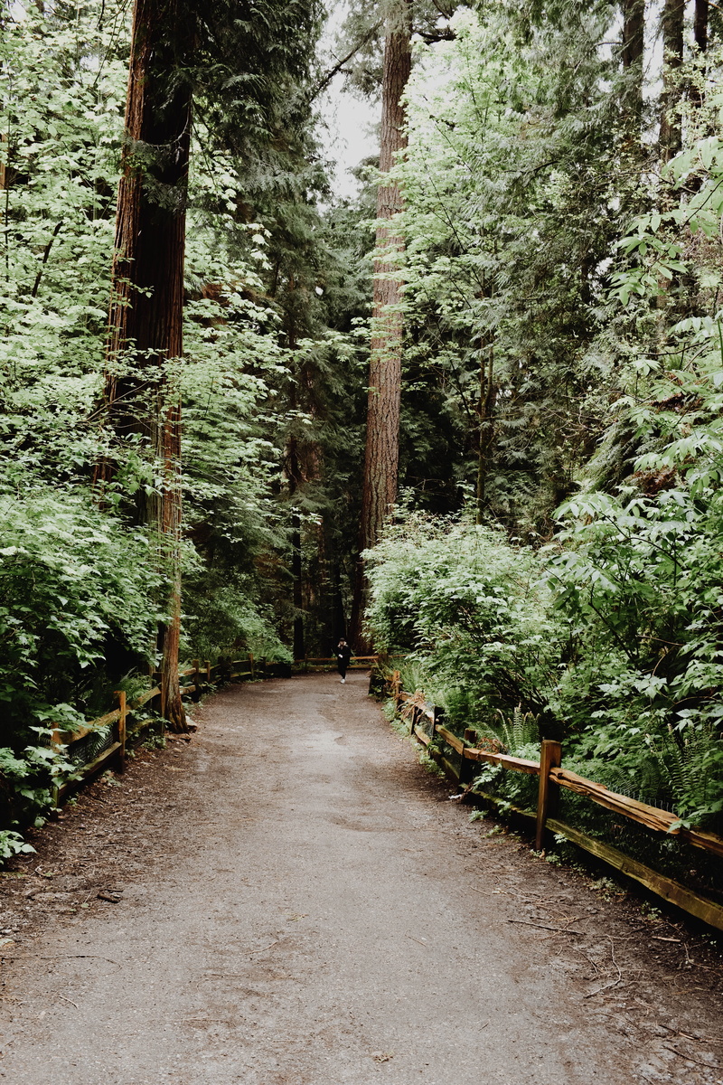 beauty in nature, footpath, canada, lush foliage, woodland, bc, tranquility, diminishing perspective, lighthouse park, canadian, day, forest, hike, tranquil scene