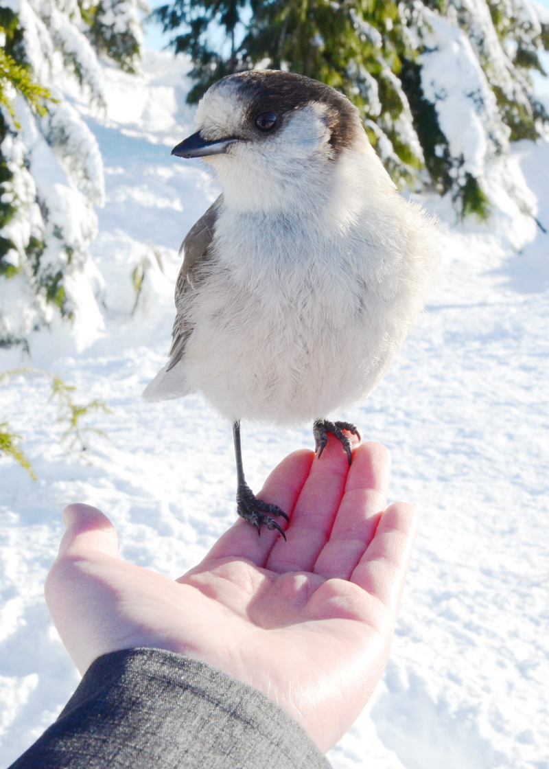 animal wildlife, sunny, bird eating from hand, finger, human hand, 2K, whiskeyjack, one animal, lifestyles, birds, holding, mount seymour, wildlife, whiskey jack