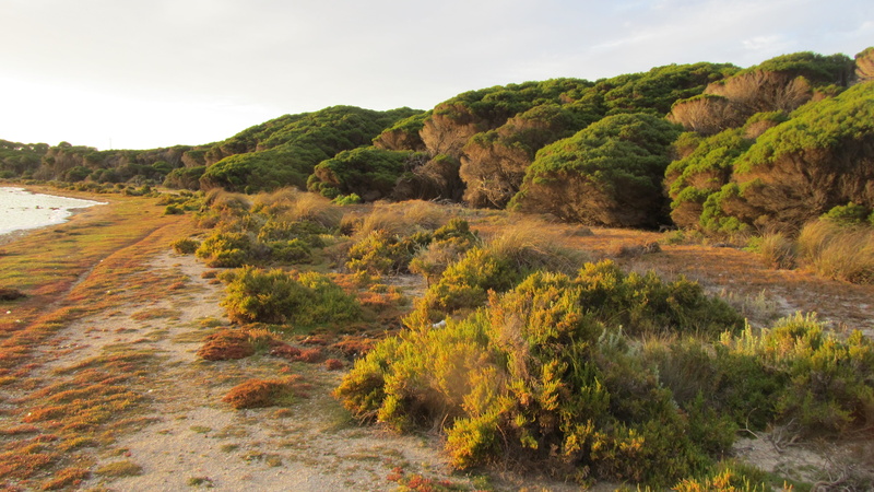 perth, rottnest, plant, bay, rock - object, brush, trees, island, tranquility, body, 4K, sunset, rottnest island, water, travel destinations, stunted trees