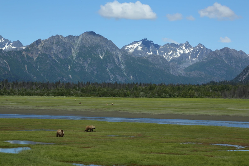 sky, outdoors, livestock, animal wildlife, tranquil scene, mountains, cook inlet, coastal brow, wilderness, scenics - nature, salt marsh, snow, snowcapped mountain
