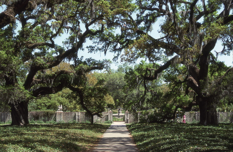 the way forward, trunk, 4K, murrells inlet, branch, tree trunk, treelined, beauty in nature, brookgreen garden drive, green color, tree canopy, day, tranquility