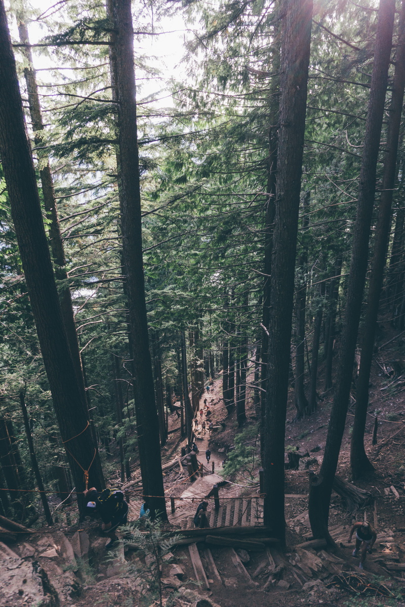 grouse, beauty in nature, green, vancouver, tranquility, day, plant, tree, abundance, grind, brown, no people, scenics - nature, tranquil scene, canada