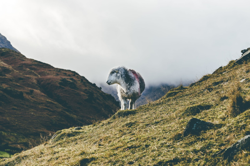 bird, domestic animals, ambleside, one animal, sky, animals in the wild, solid, mountain, rock - object, beauty in nature, animal wildlife, vertebrate