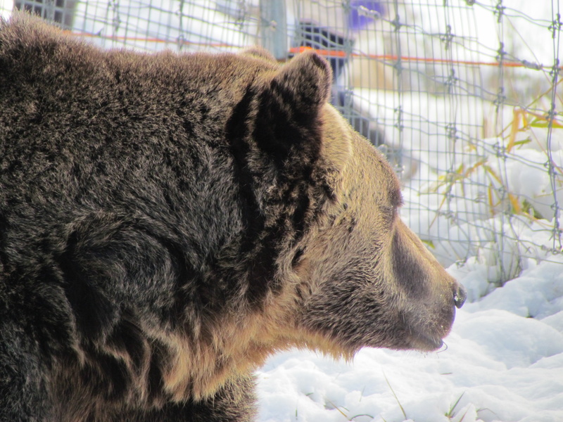 animal, forest, cage, no people, view, animal wildlife, vancouver, snow, 4K, travel, nature, close-up, canada, animal themes, zoo, vertebrate, focus on foreground