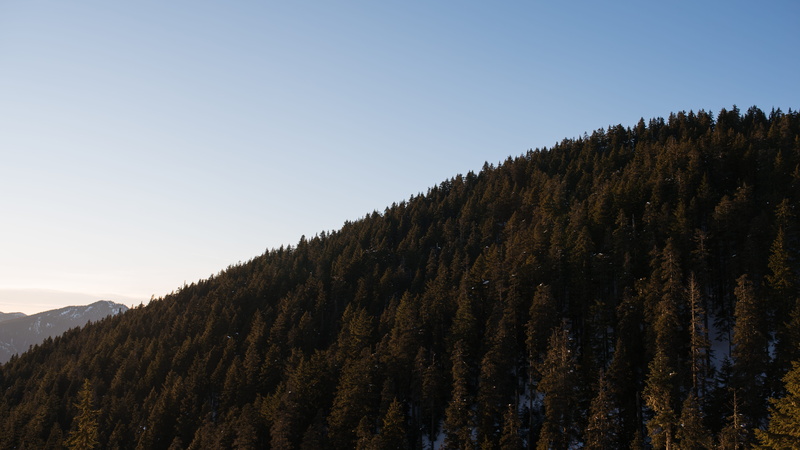 mountain, pine tree, forest, tree, copy space, beauty in nature, tranquil scene, tranquility, clear sky, trees, day, canada, blue, grouse mountain, north vancouver