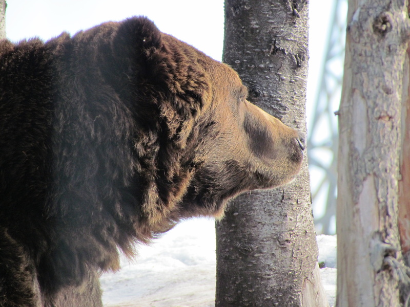 animal themes, outdoors, close-up, feline, mountain, tree, tree trunk, bear, animal, focus on foreground, mammal, no people, trunk, side view, Grouse Mountain