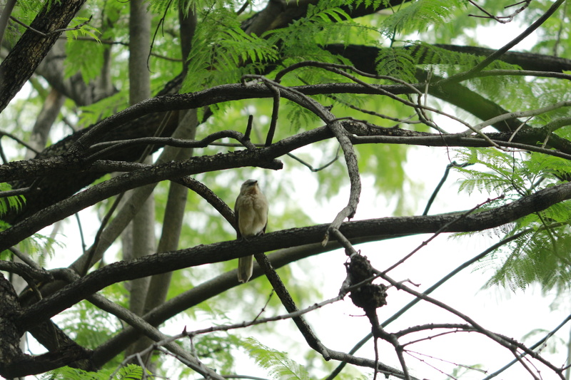 forest, display, grouse, nature, animal wildlife, low angle view, spring, feather, capercaille, focus on foreground, life, no people, tree, branch, endangered