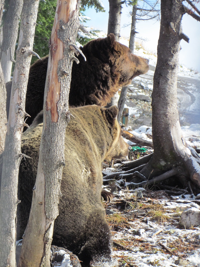domestic, Snow, forest, one animal, trunk, tree, view, animals In The Wild, bear, nature, landscape, travel, domestic animals, feline, Grouse Mountain