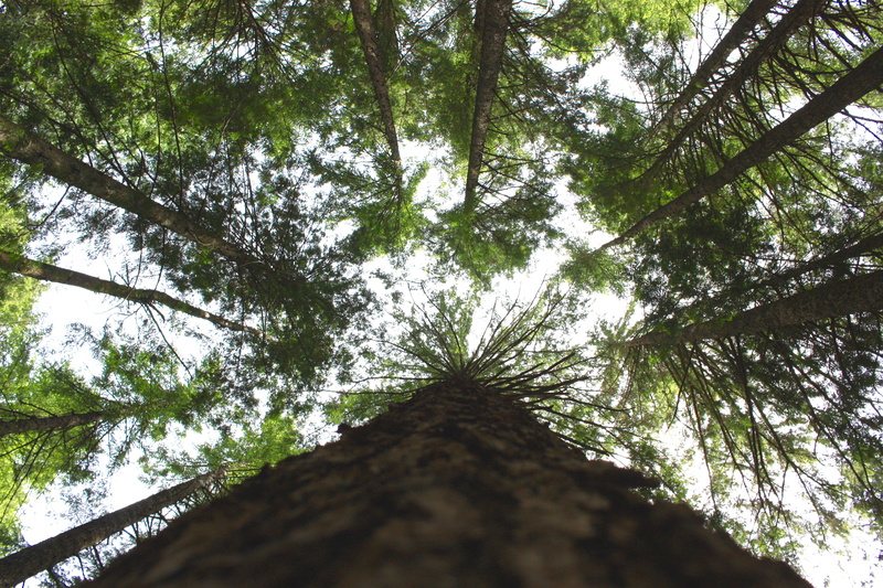 directly below, 4K, tree canopy, growth, forest, sky, outdoors, land, low angle view, bark, no people, day, nature, trunk, green color, tree, beauty in nature