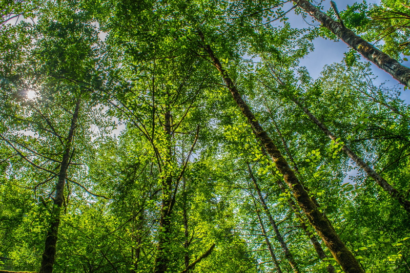 5K, lush foliage, rainforest, land, day, green color, bamboo - plant, canada, tranquil scene, non-urban scene, beauty in nature, branch, no people, tree trunk