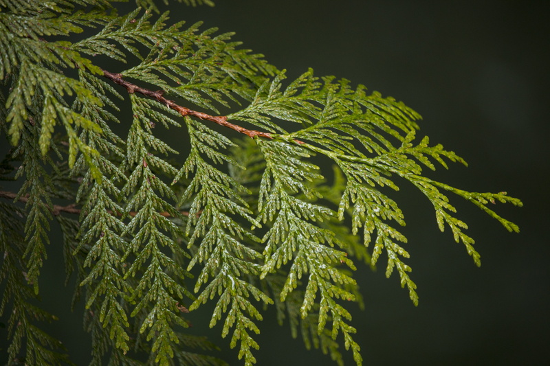 growth, pinaceae, plant part, fir tree, beauty in nature, green color, needle - plant part, day, fern, plant, green, freshness, coniferous tree, pine tree