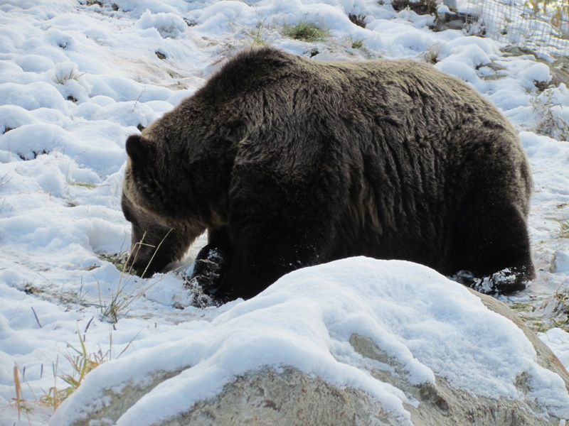 winter, animal wildlife, grouse mountain, snow, forest, herbivorous, travel, field, domestic animals, day, animal, animals in the wild, view, no people