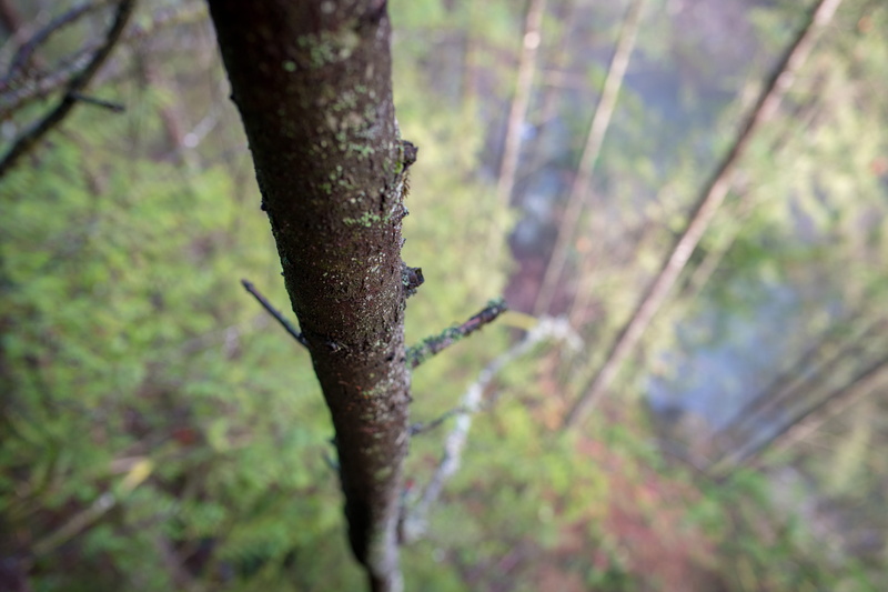 rainforest, coniferous tree, tree trunk, quarry rock, non-urban scene, outdoors, land, focus on foreground, selective focus, environment, trunk, canada