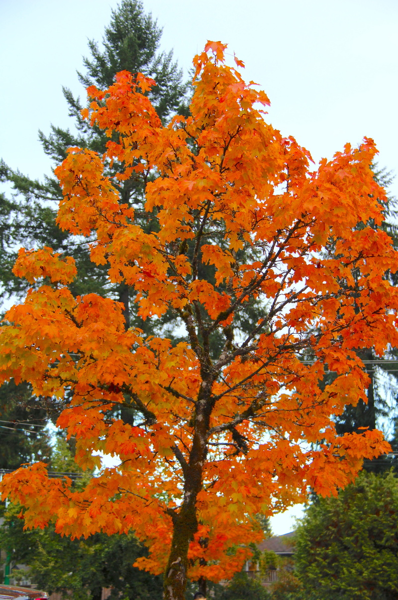 nature, leaves, flower, fall, green, red, growth, park, vulnerability, sky, tree, bc, 5K, north vancouver, no people, beauty in nature, day, season, branch