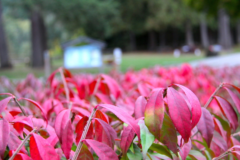 north vancouver, fall, flowerbed, freshness, bc, outdoors, flowering plant, pink color, leaves, flower, petal, canada, day, 5K, nature, outdoor, flower head