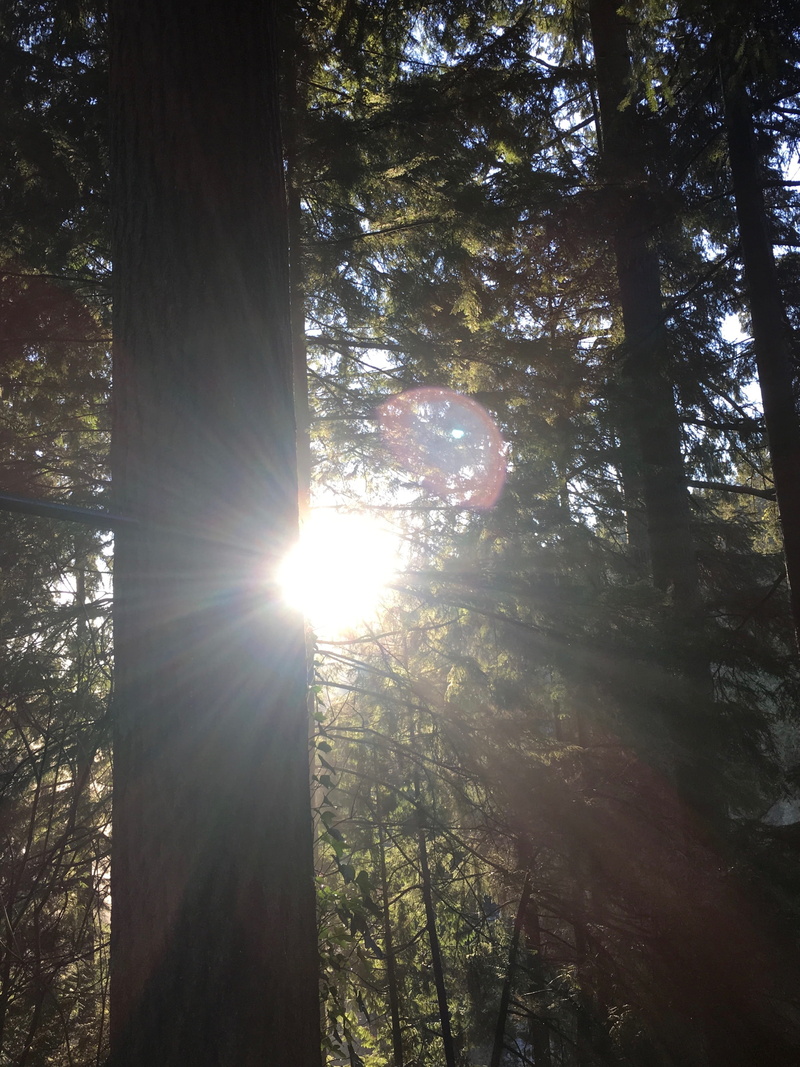 tranquility, sky, trunk, nature, sunbeam, 2K, day, sun, no people, outdoors, tree, sunlight, low angle view, land, brightly lit, forest, beauty in nature