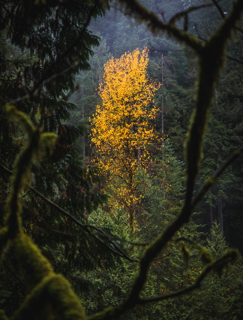 change, capilano, tree trunk, forest, trees, tree, no people, north vancouver, hike, canada, tranquility, land, plant part, park, branch, capilano river regional park