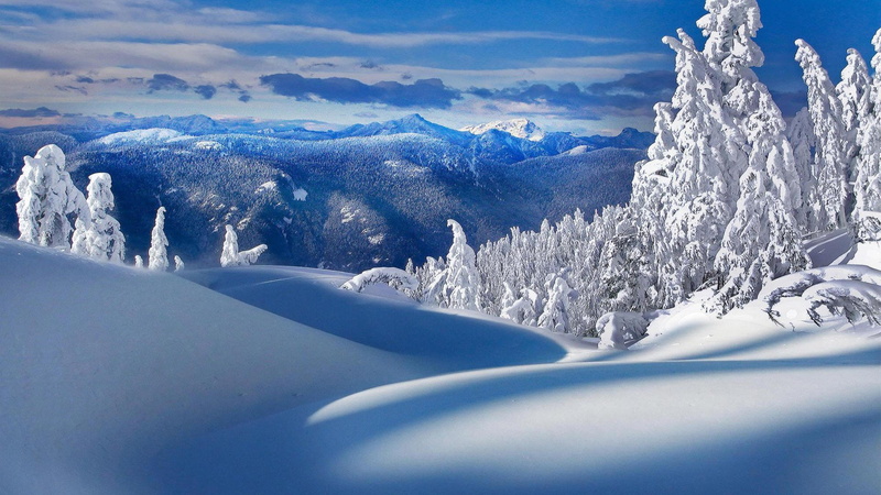 amazing, forest, frost, scenery, pine tree, winter, pines, beautiful, pine forest, snow, sky, 4K, snowy, landscape, mountains