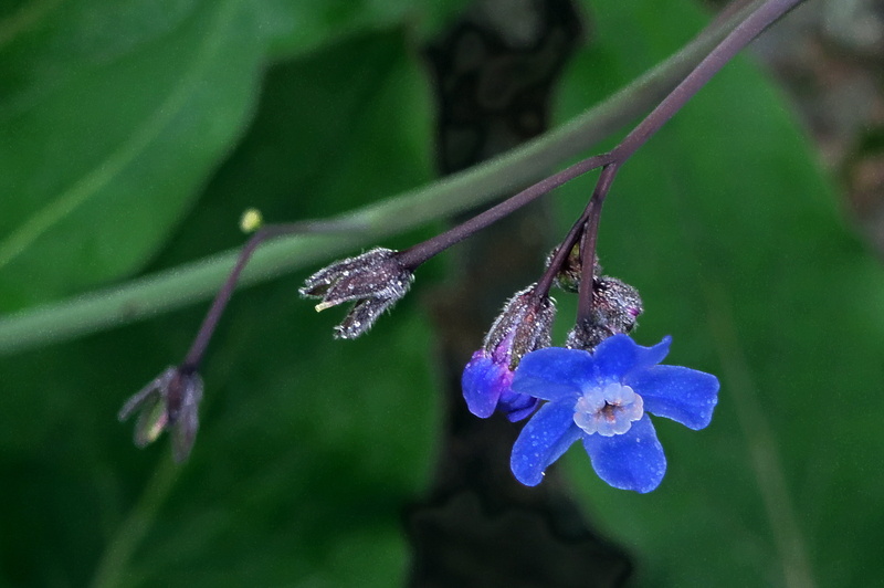 kingdom=Plantae, Boraginales, taxonomy, Hounds Tongue, flower, photography, class, phylum, species, close-up, cynoglossum, 5K, family, petaled, Tracheophyta