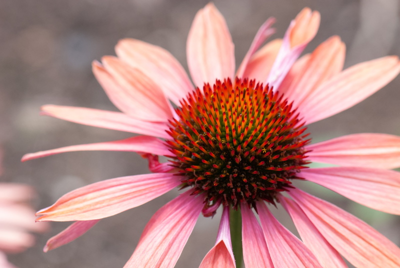 summer, petal, Canada, Vancouver, plant, red, nature, British Columbia, photography, flower, Echinacea, flower Head, macro shot, Fleur, close-up, pink