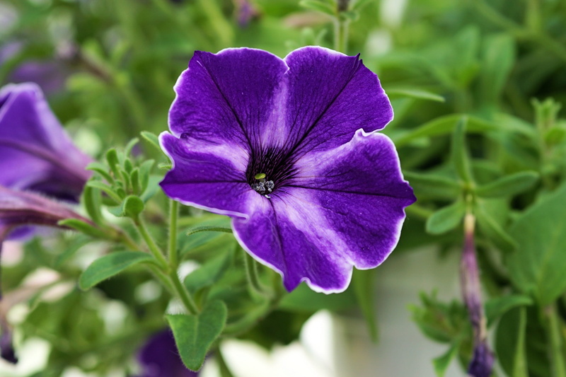 blue, green Color, Flower, flower head, growth, summer, no people, vulnerability, beauty in nature, Plant, leaf, close, flowering plant, plant part, inflorescence