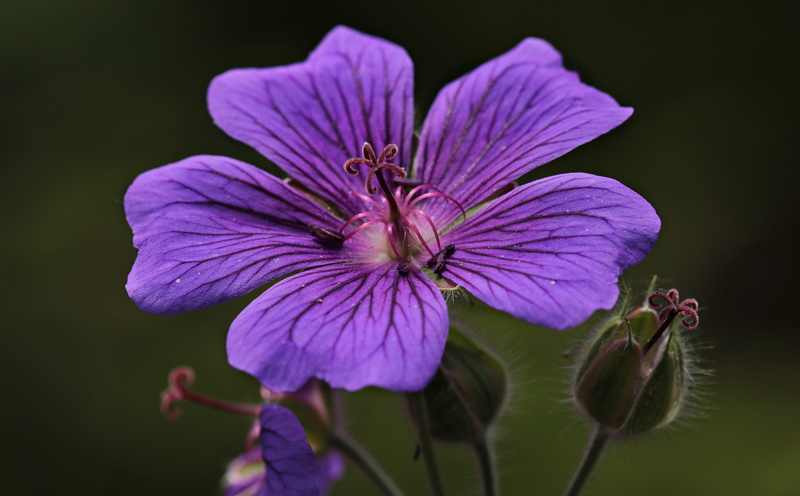 flowering plant, flower purple, photography, cranesbill, water, bloom, 4K, pollen, close-up, vulnerability, botany, flower, garden, dark purple, plant