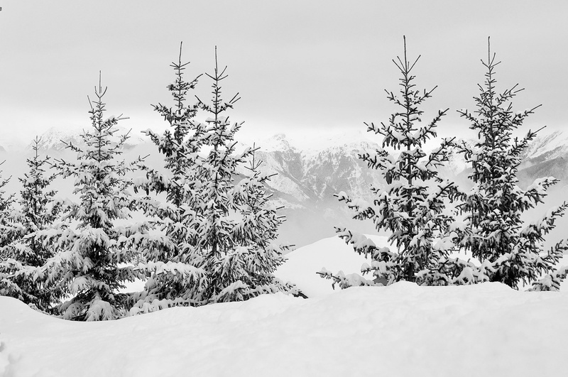 cold - Temperature, pine woodland, sky, fir Tree, tranquility, cold temperature, snowing, beauty in nature, trees, haute-savoie, white, snow, summit, alps